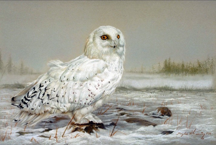 Белая сова