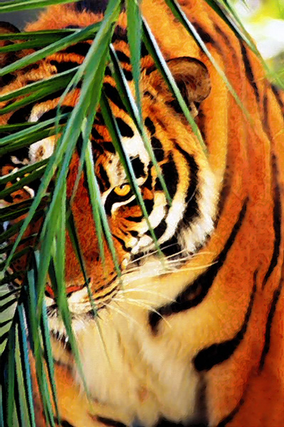 Высматривающий тигр