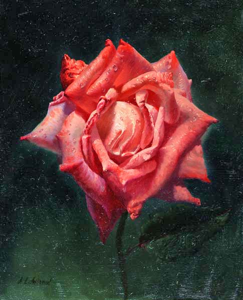 Роза V