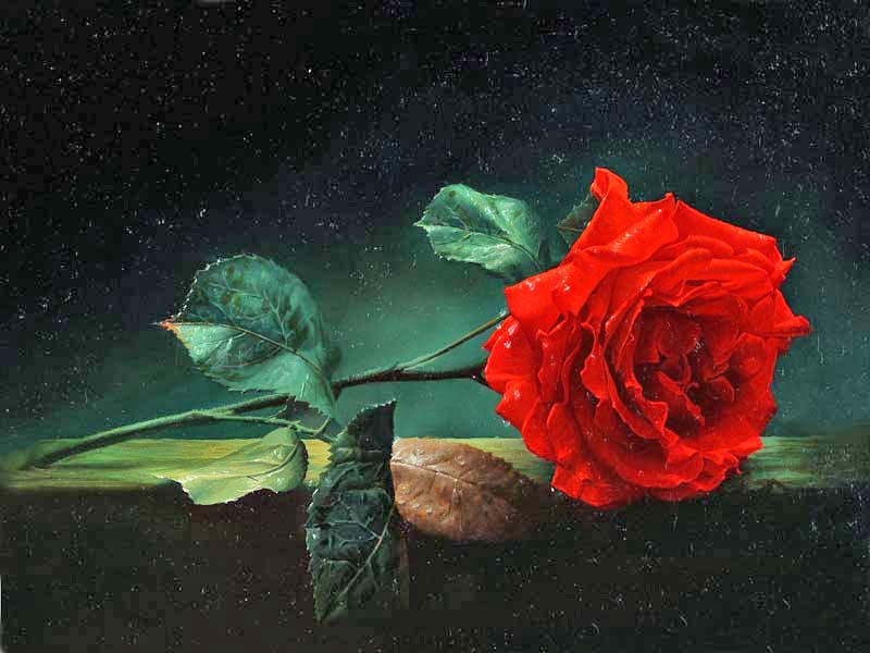 Красная роза III
