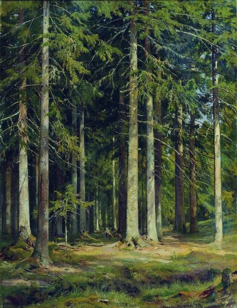 Еловый лес 1891