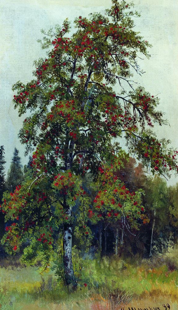 Рябина 1892