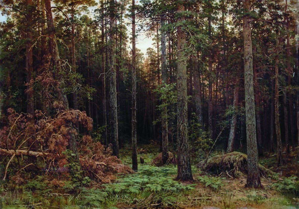 Сосновый лес 1885.