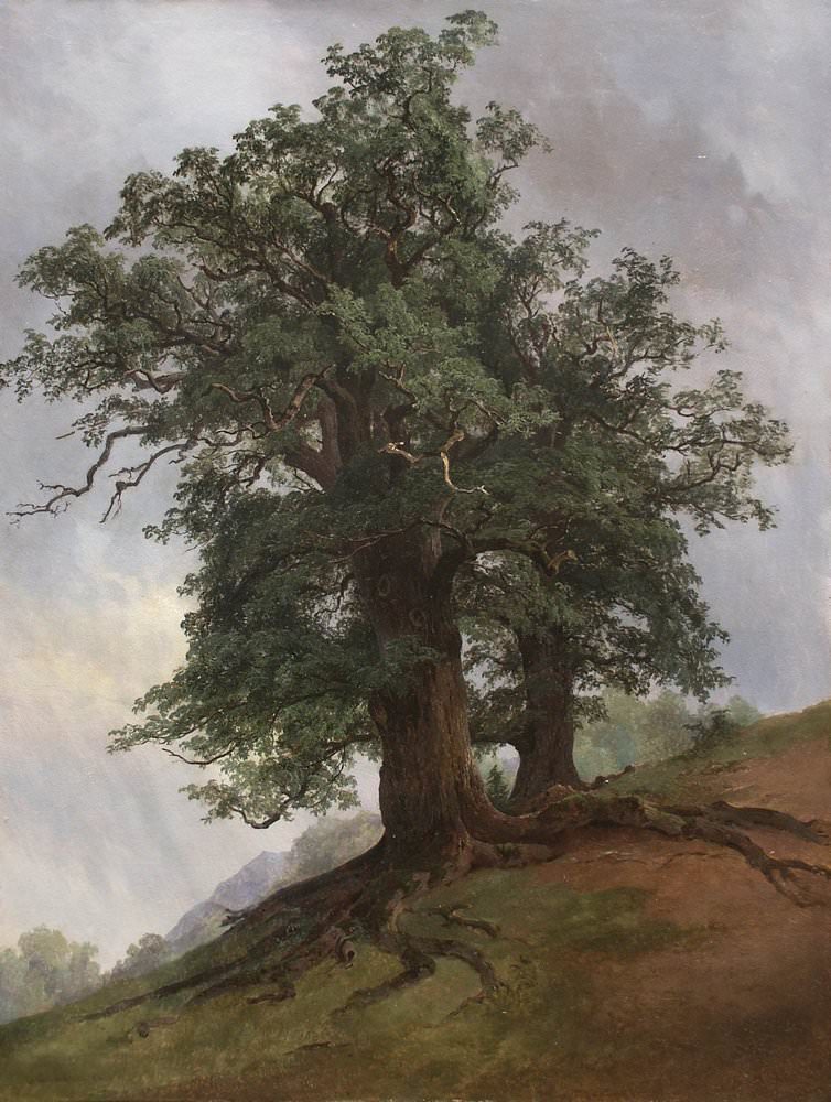 Старый дуб 1866