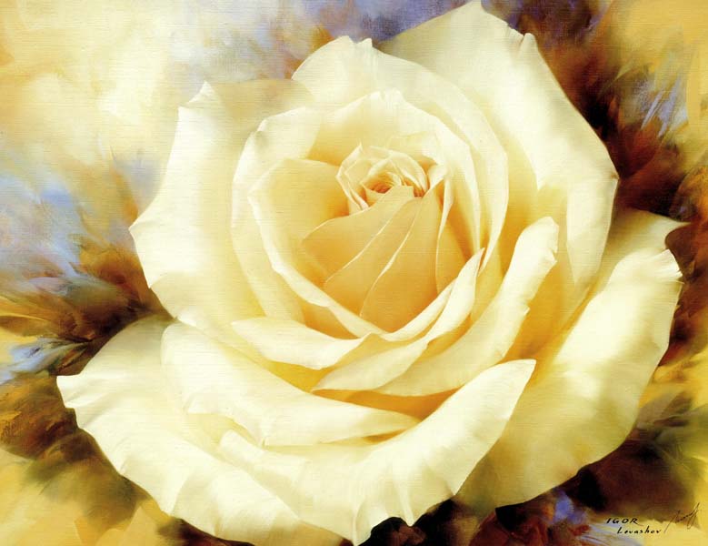 Белая роза III