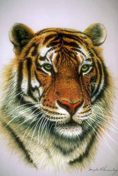 Тигр с зелеными глазами