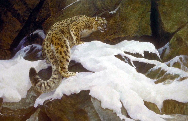 Леопард зимой