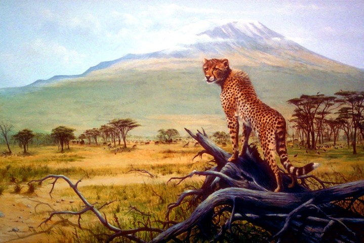 Леопард в Саванне