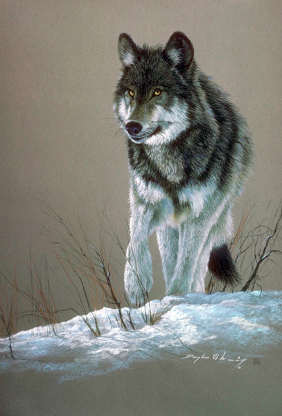 Волк, идущий по снегу