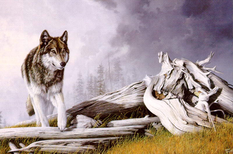 Волк на буреломе