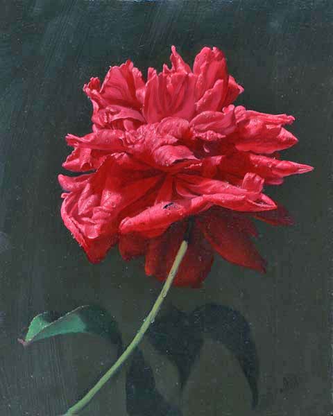 Роза VI